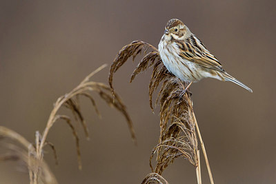 BUITEN BEELD Foto: 222364