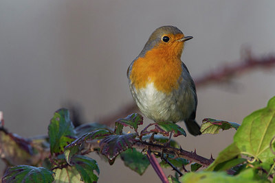 BUITEN BEELD Foto: 222380