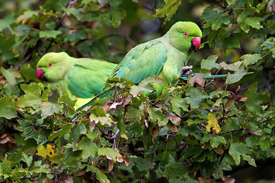 BUITEN BEELD Foto: 222388