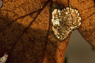 BUITEN BEELD Foto: 222443