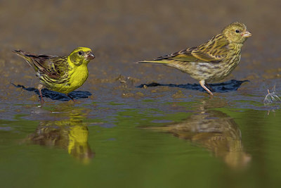 BUITEN BEELD Foto: 222460