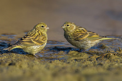BUITEN BEELD Foto: 222465