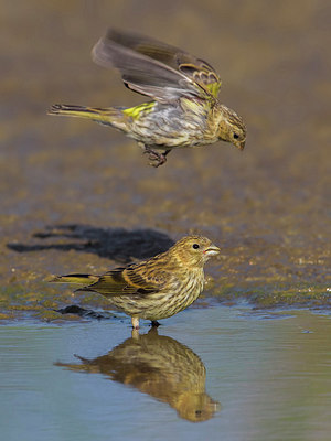 BUITEN BEELD Foto: 222466