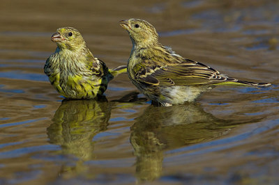 BUITEN BEELD Foto: 222470