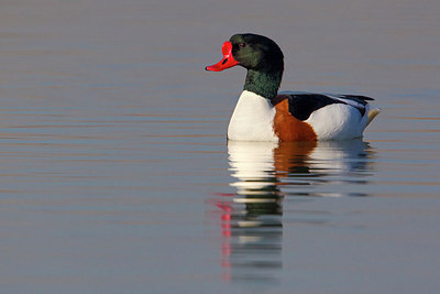 BUITEN BEELD Foto: 222473