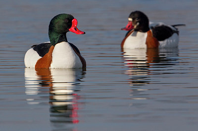 BUITEN BEELD Foto: 222480