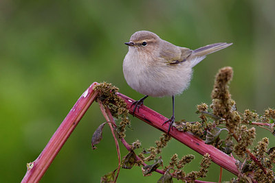 BUITEN BEELD Foto: 222482