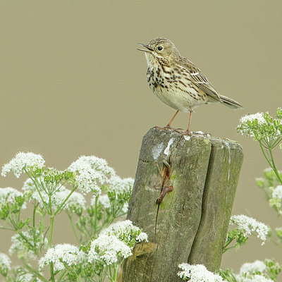 BUITEN BEELD Foto: 222487