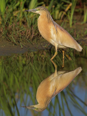 BUITEN BEELD Foto: 222567