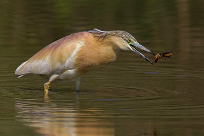 BUITEN BEELD Foto: 222569