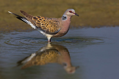 BUITEN BEELD Foto: 222645