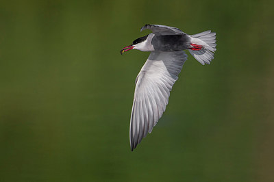 BUITEN BEELD Foto: 222664