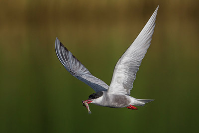 BUITEN BEELD Foto: 222666