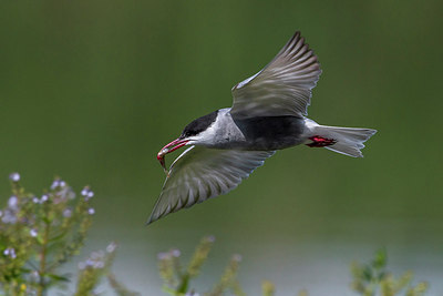 BUITEN BEELD Foto: 222697