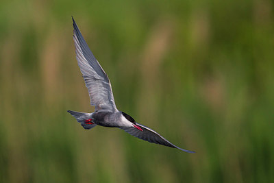 BUITEN BEELD Foto: 222712