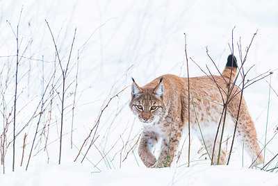 BUITEN BEELD Foto: 222746