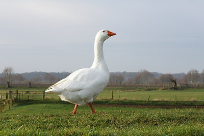 BUITEN BEELD Foto: 222753