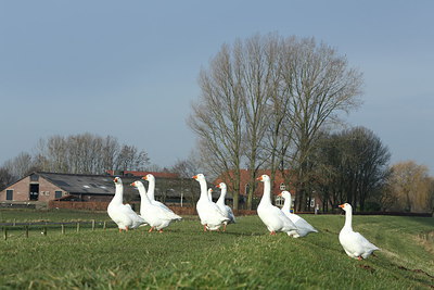 BUITEN BEELD Foto: 222754