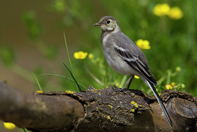 BUITEN BEELD Foto: 222770