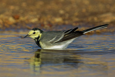 BUITEN BEELD Foto: 222772