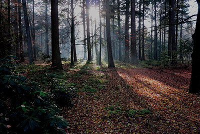 BUITEN BEELD Foto: 222829