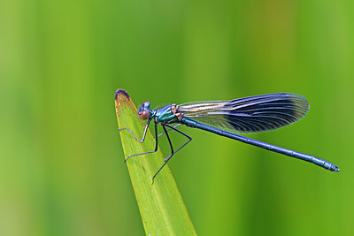 BUITEN BEELD Foto: 222843