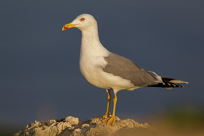 BUITEN BEELD Foto: 222859