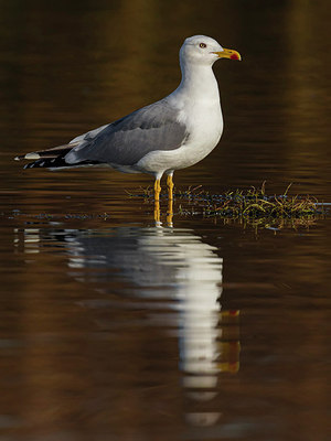 BUITEN BEELD Foto: 222878