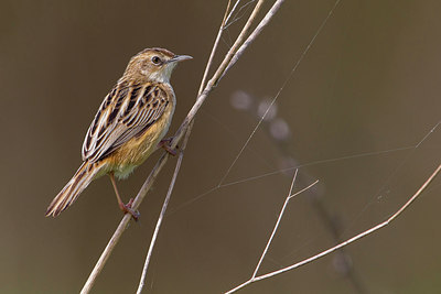 BUITEN BEELD Foto: 222888