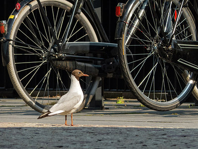 BUITEN BEELD Foto: 222906