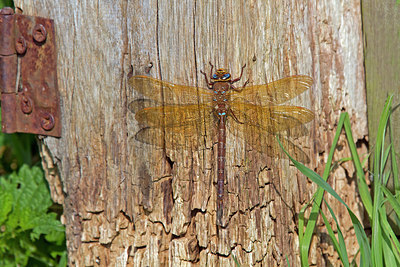 BUITEN BEELD Foto: 222937