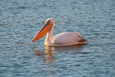 BUITEN BEELD Foto: 222944