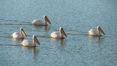 BUITEN BEELD Foto: 222945