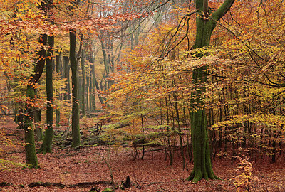 BUITEN BEELD Foto: 223069