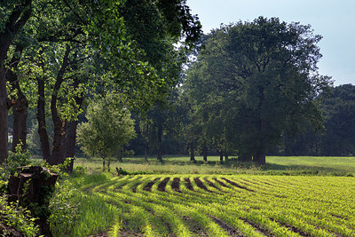 BUITEN BEELD Foto: 223105