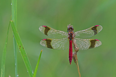 BUITEN BEELD Foto: 223113