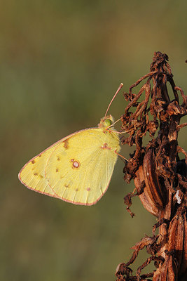 BUITEN BEELD Foto: 223193