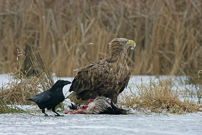 BUITEN BEELD Foto: 223287