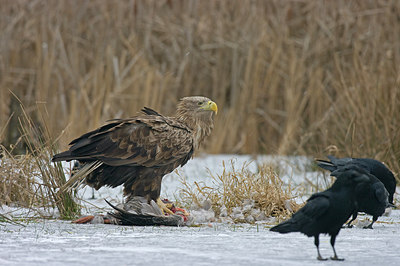 BUITEN BEELD Foto: 223288