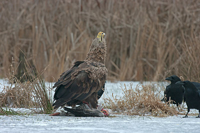 BUITEN BEELD Foto: 223289