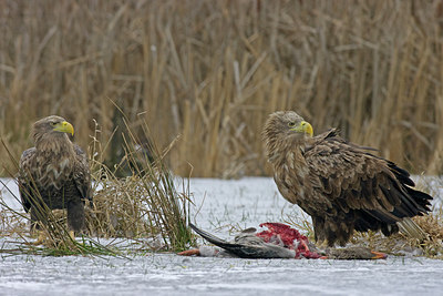 BUITEN BEELD Foto: 223292