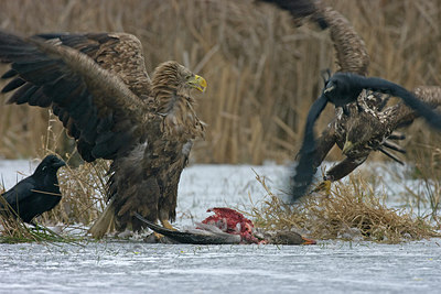 BUITEN BEELD Foto: 223349