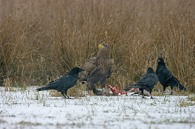 BUITEN BEELD Foto: 223351