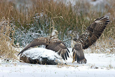BUITEN BEELD Foto: 223385