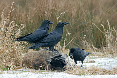 BUITEN BEELD Foto: 223386
