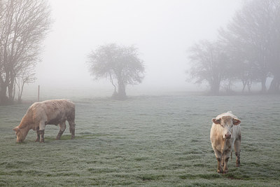 BUITEN BEELD Foto: 223387