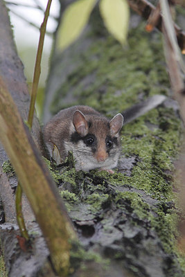 BUITEN BEELD Foto: 223422