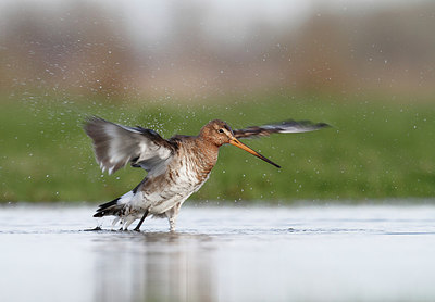 BUITEN BEELD Foto: 223434