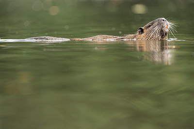 BUITEN BEELD Foto: 223474