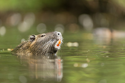 BUITEN BEELD Foto: 223475